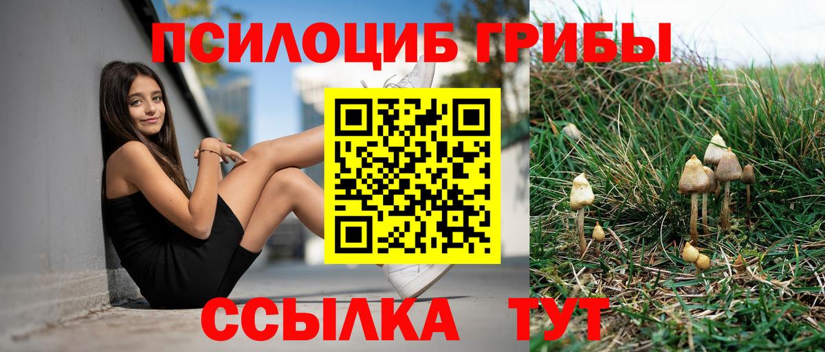 Галлюциногенные грибы Psilocybe Минусинск